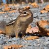 Canada Canoeing and Wildlife Spotting Expedition 3rd - 10th October 2026 - Image 6